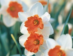 Chromacolor Daffodil, Narcissus Chromacolor
Brent and Becky's Bulbs
Gloucester, VA