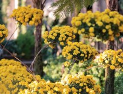 Chrysanthemum Festival
Garden Design
Calimesa, CA