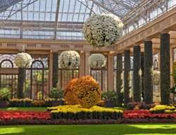 Chrysanthemum Plant
Garden Design
Calimesa, CA
