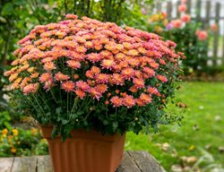 Chrysanthemums
Garden Design
Calimesa, CA