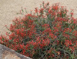 Chuparosa, Desert Plant, Beloperone Californica
Mountain States Wholesale Nursery
Glendale , AZ