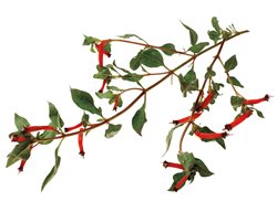  Cigar Plant, Hummingbirds
Storey Publishing
North Adams, MA