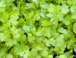 Cilantro, Cilantro Coriandrum Sativum, Edible Herb
Garden Design
Calimesa, CA