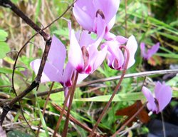 Cilician Cyclamen, Cyclamen Cilicium
Shutterstock.com
New York, NY