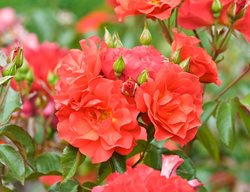 Cinco De Mayo Rose, Orange Flower, Floribunda Rose
Garden Design
Calimesa, CA