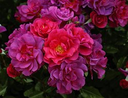 Cinco De  Mayo, Rose
Weeks Roses
Wasco, CA