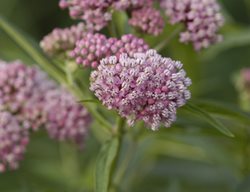 Cinderella Milkweed, Asclepias Incarnata, Swamp Milkweed
Proven Winners
Sycamore, IL