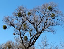Cindy Bingham Keiser
Garden Design
Calimesa, CA
