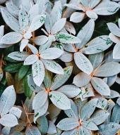 Cinnamon Bear
Garden Design
Calimesa, CA