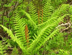 Cinnamon Fern, Osmundastrum Cinnamomeum
Shutterstock.com
New York, NY