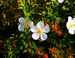 Cinquefoil Abbotswood, Deer Proof Shrub
Dreamstime
