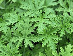 Citronella Plant, Pelargonium Graveolens, Mosquito Plant
Proven Winners
Sycamore, IL