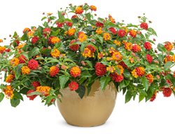 Citrus Blend Container, Citrus Blend Flowers
Proven Winners
Sycamore, IL