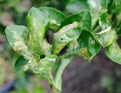 Citrus Leaf Miner Damage, Lime Tree Leaves
Shutterstock.com
New York, NY