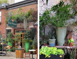 City Planter Storefront And Interior Display.
Garden Design
Calimesa, CA