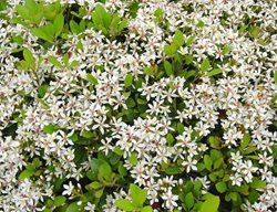 Clara Indian Hawthorn, Rhaphiolepis Indica
Flickr
