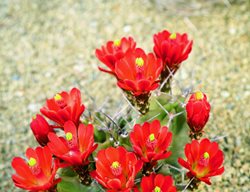 Claret Cup, Red Flowers
Garden Design
Calimesa, CA
