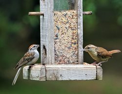 Clean And Refill Bird Feeders
Garden Design
Calimesa, CA