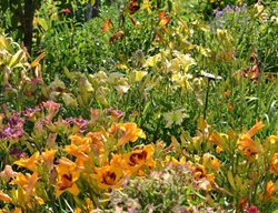 Clean, Plant, And Divide Daylilies
Garden Design
Calimesa, CA