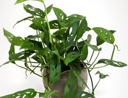 Clean & Refresh Houseplants
Garden Design
Calimesa, CA