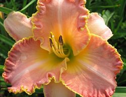 Clean Up And Divide Daylilies
Garden Design
Calimesa, CA
