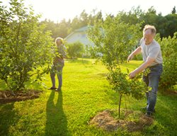 Clean Up Around Fruit Trees 
Garden Design
Calimesa, CA