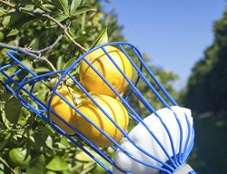 Clean Up Around Your Fruit Trees
Garden Design
Calimesa, CA