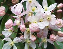 Clematis Armandii, Apple Blossom, Pink Bud, White Flower
Alamy Stock Photo
Brooklyn, NY