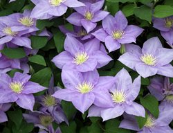 Clematis Cezanne, Purple Flower, Climbing Vine
Alamy Stock Photo
Brooklyn, NY
