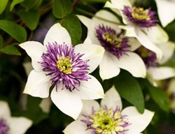 Clematis Florida, Sieboldii, White And Purple Flower, Vine
Alamy Stock Photo
Brooklyn, NY