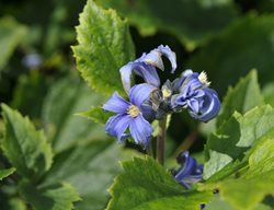 Clematis Heracleifolia, New Love, Blue Flower, Vine
Shutterstock.com
New York, NY