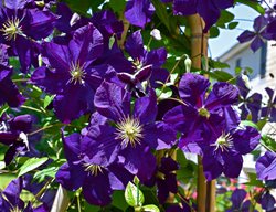 Clematis 'jackmanii', Purple Clematis 
Shutterstock.com
New York, NY