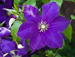 Clematis Jackmanii, Purple Flower, Flowering Vine
Shutterstock.com
New York, NY