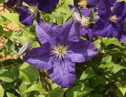 Clematis Jackmanii, Vine, Purple Flower
Alamy Stock Photo
Brooklyn, NY