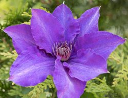 Clematis Marie Louise Jensen
Longfield Gardens
