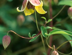  Clematis ‘my Angel’ (clematis)
Garden Design
Calimesa, CA