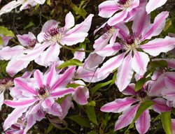 Clematis, Nelly Moser, Pink And White Flower
Alamy Stock Photo
Brooklyn, NY