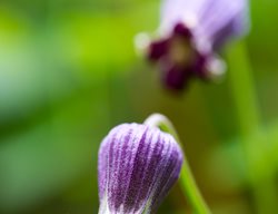  Clematis Pitcher (pitcher’s Leather Flower)
Garden Design
Calimesa, CA