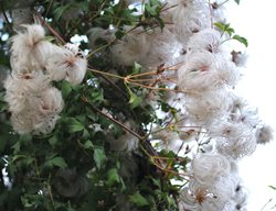 Clematis Seed Head
Garden Design
Calimesa, CA