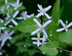 Clematis Terniflora, Clematis Paniculata, Sweet Autumn Clematis, White Flower
Shutterstock.com
New York, NY