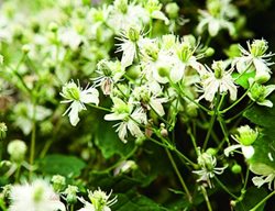 Clematis Terniflora
Garden Design
Calimesa, CA