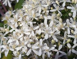 Clematis Virginiana, Vine, White Flower
Alamy Stock Photo
Brooklyn, NY