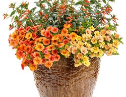 Clementine Container Recipe, Vermillionaire Cuphea, Calibrachoa
Proven Winners
Sycamore, IL