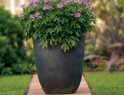 Cleome Container, Potted Cleome Plant
Proven Winners
Sycamore, IL