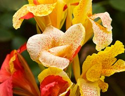 Cleopatra Canna Lily, Canna Lily Flower
Garden Design
Calimesa, CA