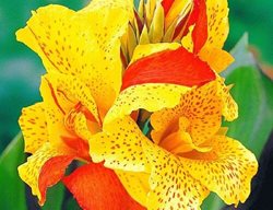 Cleopatra Canna Lily, Orange And Yellow Canna Lily
Proven Winners
Sycamore, IL