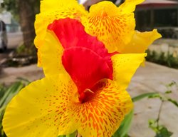 Cleopatra Canna Lily, Red And Yellow Canna Lily
Shutterstock.com
New York, NY