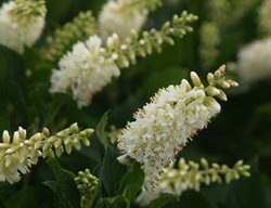 Clethra Sugartina Crystallina, Summersweet Flower
Proven Winners
Sycamore, IL
