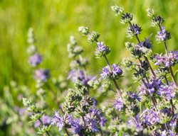 Cleveland Sage, Salvia Clevelandii
Shutterstock.com
New York, NY