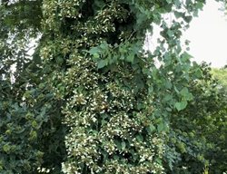 Climbing Hydrangea
Garden Design
Calimesa, CA